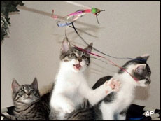 Three kittens Three kittens