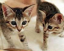 Coned Cats Cloned Cats