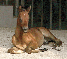 Paris Texas Paris Texas