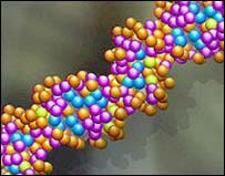Double-Stranded DNA Double-Stranded DNA