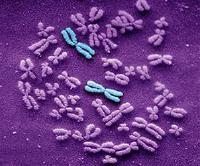 Two Copies of Chromosome 1 Two Copies of Chromosome 1