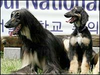 Snuppy, First Cloned Dog (R) Snuppy, First Cloned Dog (R)
