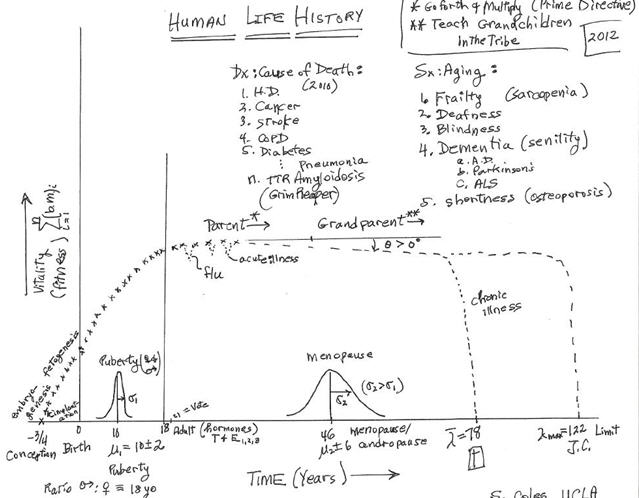 Human Life History