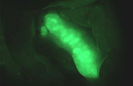 MAPC Cells MAPC Cells