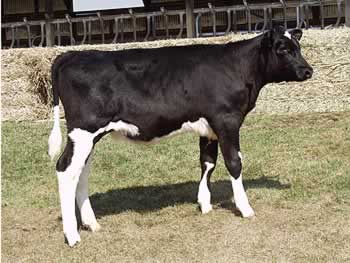 Miss Mark Maui from Cyagra in 1994 Miss Mark Maui from Cyagra in 1994