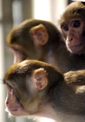 Three Monkeys Three Monkeys