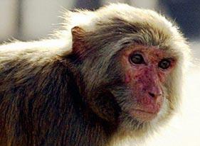 First Monkey Clone First Monkey Clone