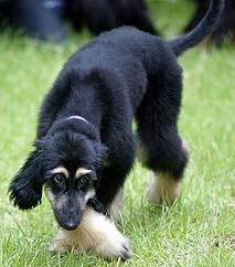 Snuppy at 1 yo Snuppy at 1 yo