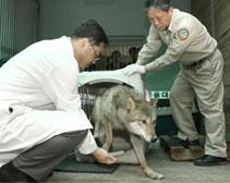 First Cloned Wolf First Cloned Wolf