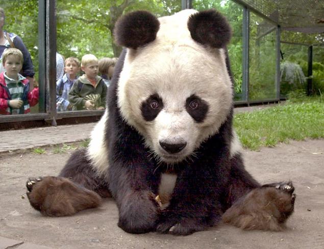 Bao Bao dies at 34 yo