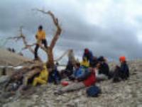 Bristle Cone Pine Tree