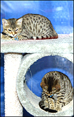 Baba Ganoush and Tabouleh