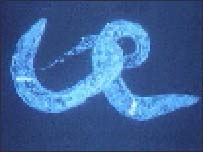 C. elegans Nematodes