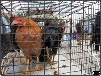 Chickens in Bulgaria