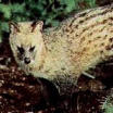 Civet Cat