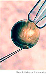 Cloned Egg from South Korea