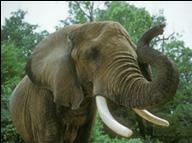 African Savannah Elephant
