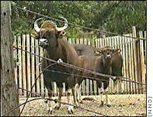 Generic
Gaur