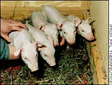 Millie, Christa, Alexis, Carrel, and Dotcom