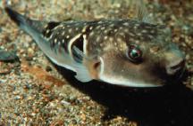 Puffer Fish