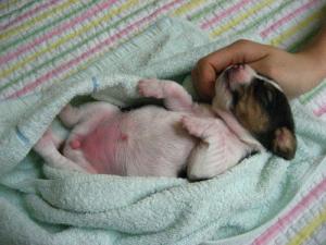 Ruppy, Ruby Puppy at 10 days