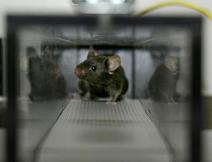 Marathon Mouse at the Salk Institute