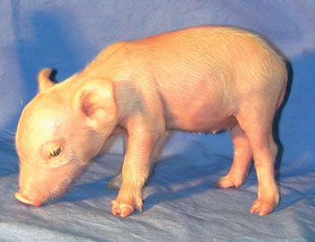 Galactose
Knock Out Pig