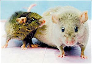 Yoda and Princess Leia