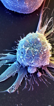 Human Embryonic Stem Cell